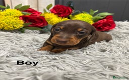 Miniature Dachshund dogs for sale: ❤️ Beautiful Dapple Miniature Dachshund babies ❤️ - Image 3