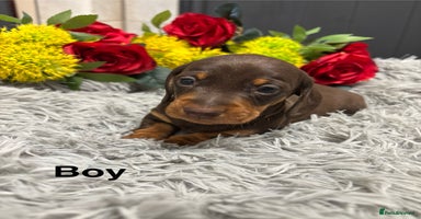 Miniature Dachshund dogs - Advert 7