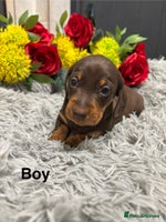Miniature Dachshund dogs - Advert 7