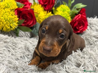Miniature Dachshund dogs 💙Chilled boy left💙 brown and tan Mini Smooth - Advert 18