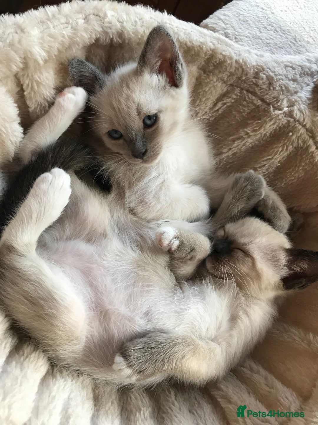 Tonkinese cats for sale: Exquisite Tonkdolls - Image 10