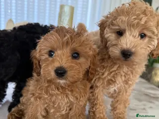 Toy Poodle dogs Only one already house trained gorgeous pupy left - Advert 5