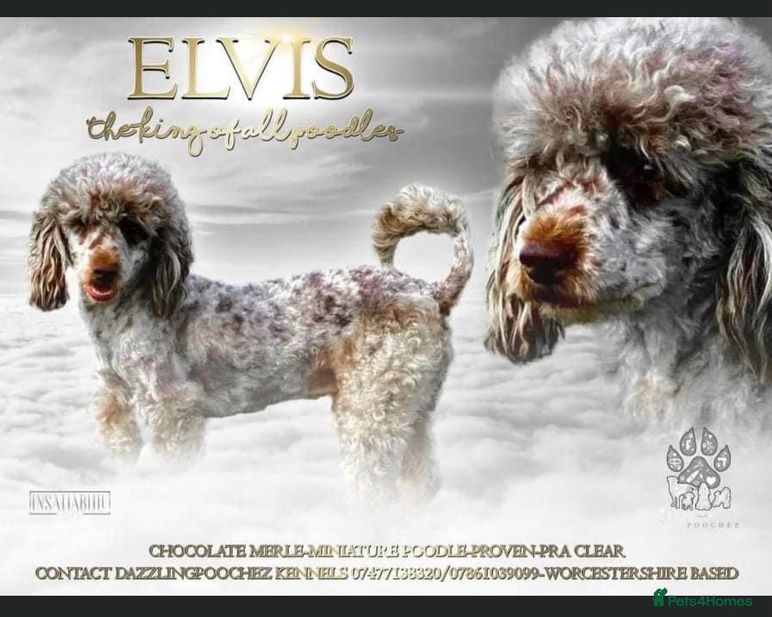 Elvis