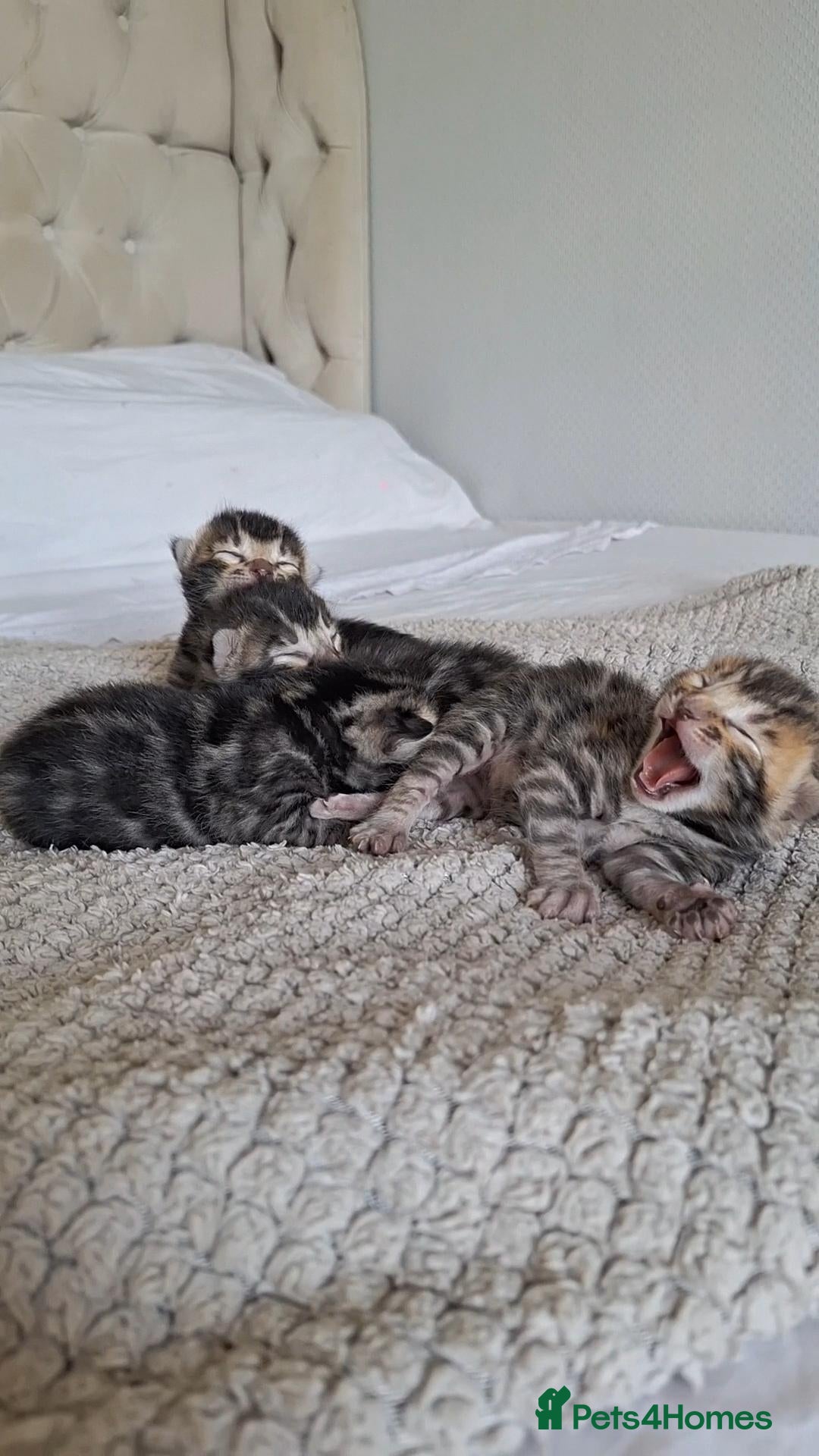 Bengal cats Wild and Luxurious Tica Bengals - Advert 2