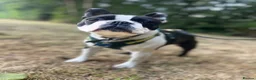 Boston Terrier dogs for stud: Handsome KC Registered Boston Terrier  - Advert 2