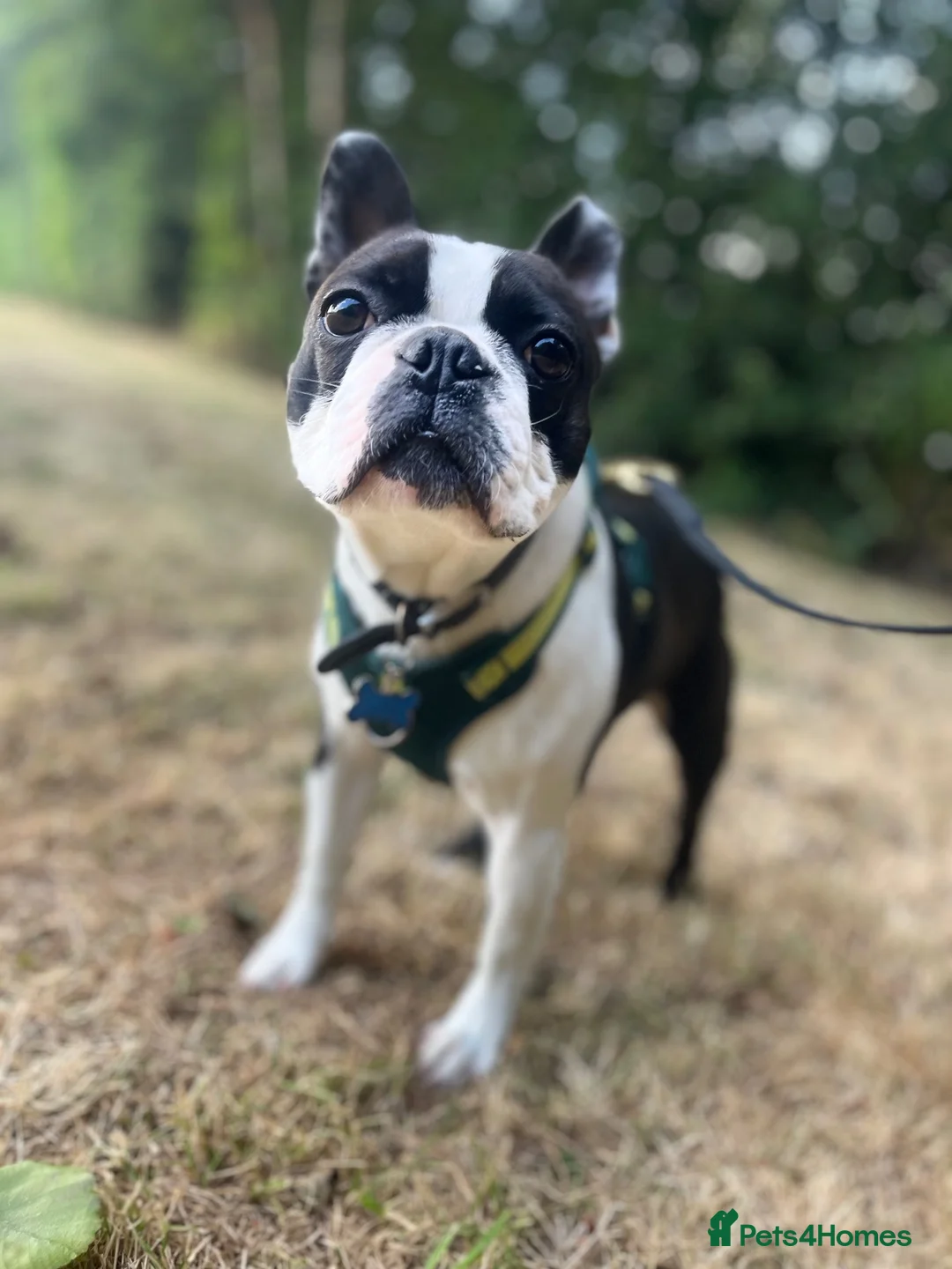 Boston Terrier dogs for stud: Handsome KC Registered Boston Terrier  - Advert 2