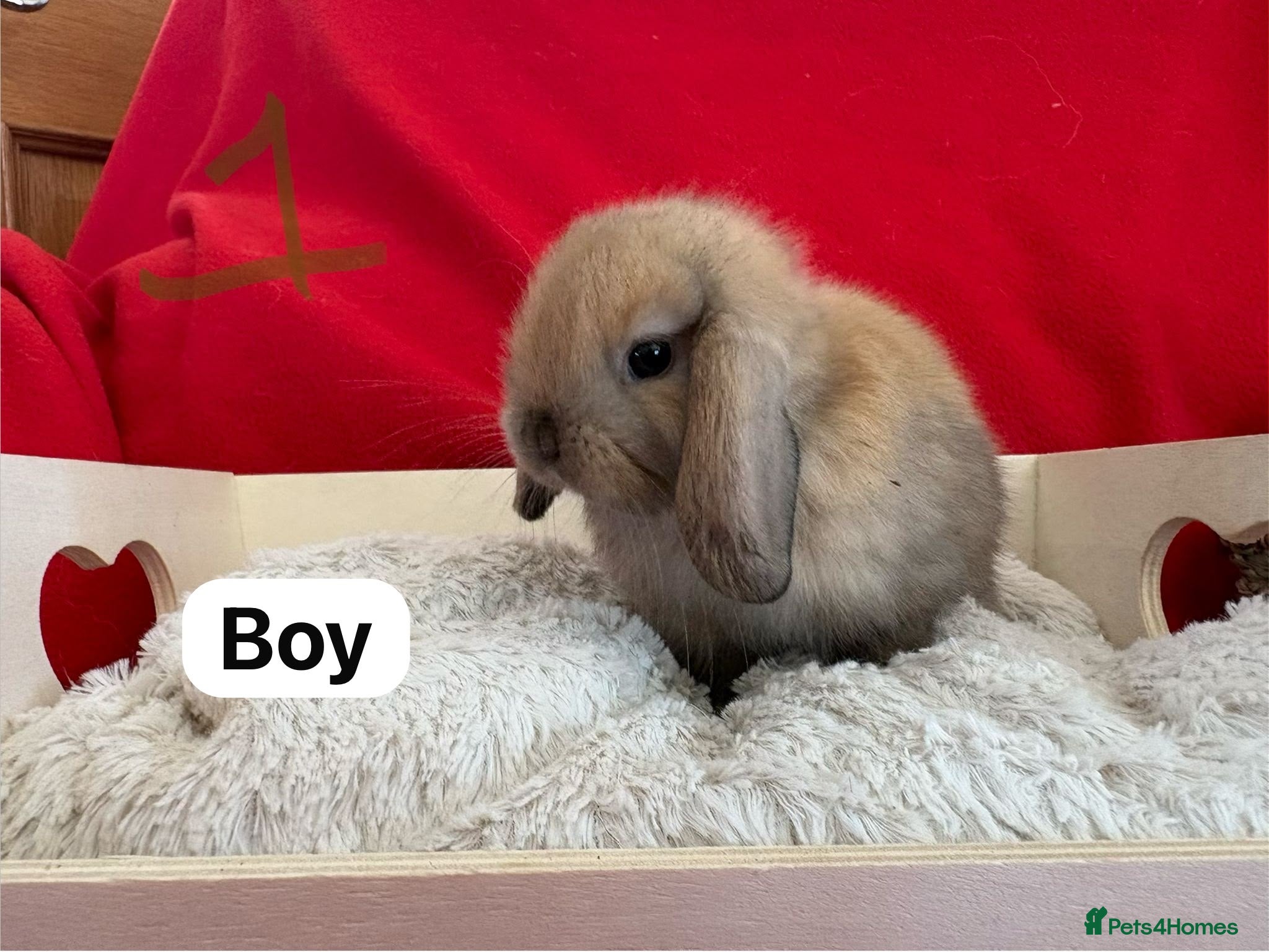 Mini Lop rabbits Gorgeous mini lops for sale  - Advert 17