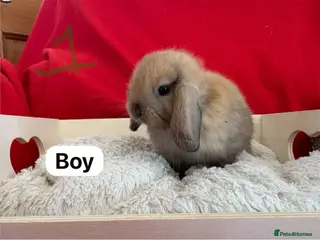 Mini Lop rabbits Gorgeous mini lops for sale - Advert 17