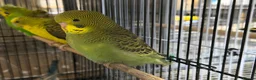 Budgerigars birds for sale: Budgies split bf - Advert 9