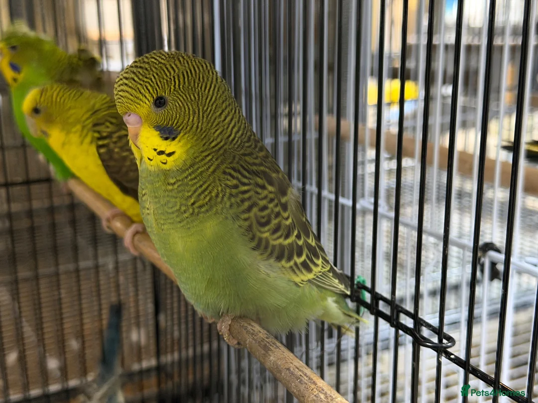 Budgerigars birds for sale: Budgies split bf - Advert 9