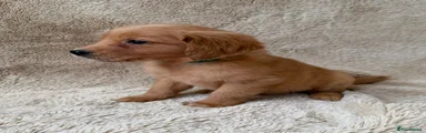 Golden Retriever Puppy 3