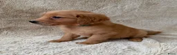 Golden Retriever dogs for sale: 1girl💕 ready to leave golden retrievers 🐶 - Advert 8