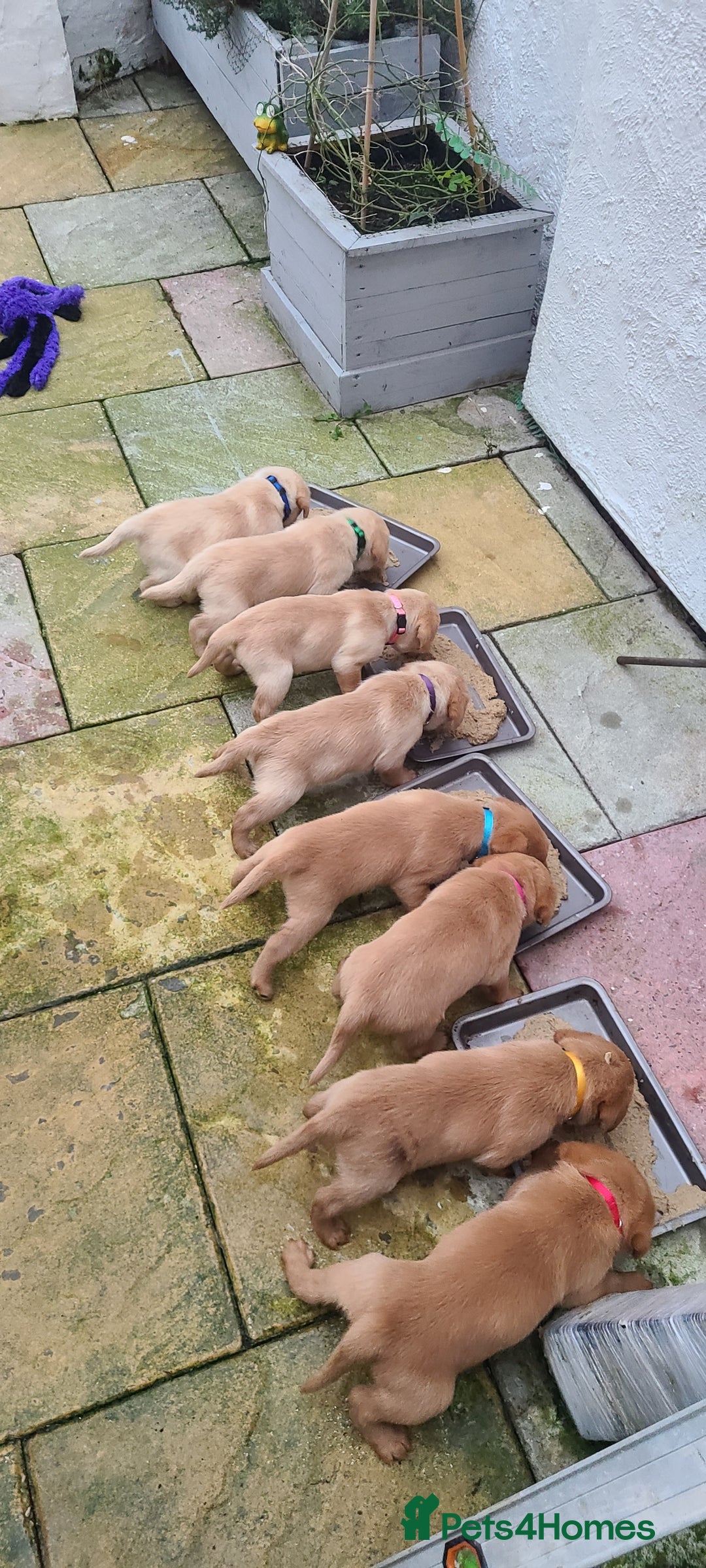 Labrador Retriever dogs for sale: READY NOW Stunning Fox red Labrador puppies - Advert 3