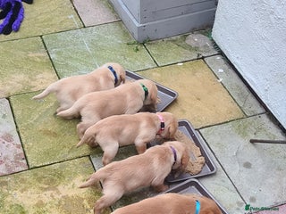 Labrador Retriever dogs READY NOW Stunning Fox red Labrador puppies - Advert 6