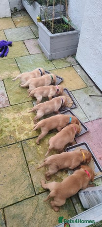 Labrador Retriever dogs READY NOW Stunning Fox red Labrador puppies - Advert 4