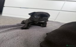 French Bulldog dogs for sale: French bulldog puppies looking for loving homes  - Image 17