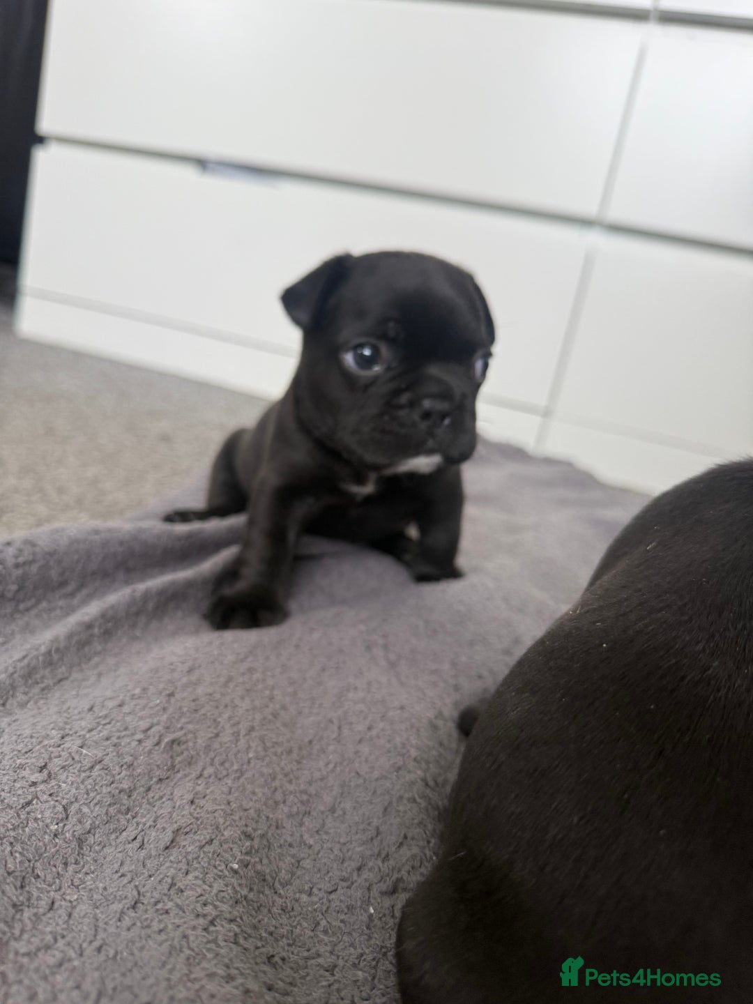French Bulldog dogs for sale: French bulldog puppies looking for loving homes  - Image 17