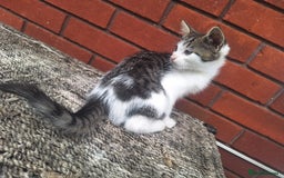 British Shorthair cats for sale: beautiful kittens available to pick up - Image 22