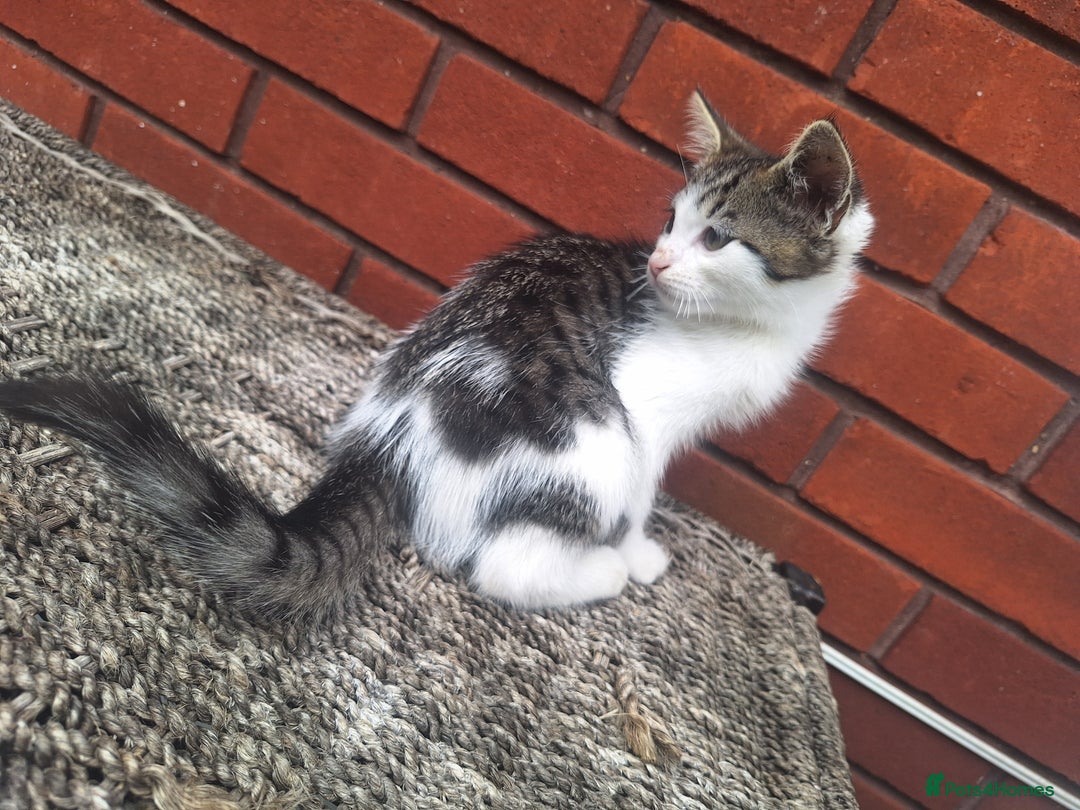 British Shorthair cats for sale: beautiful kittens available to pick up - Image 22