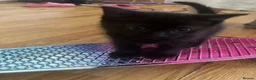 Mixed Breed cats for sale: 4 kittens reader for a new home - Advert 2