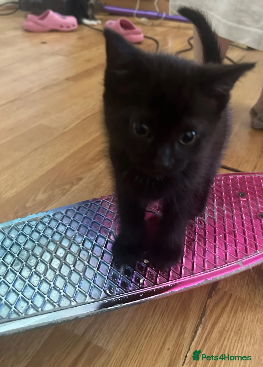 Mixed Breed cats for sale: 4 kittens reader for a new home - Advert 2