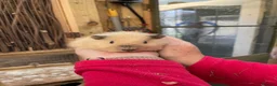 Guinea Pig rodents for sale: Stunning baby girl/sow guinea pigs  - Advert 3