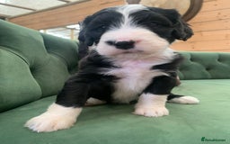 Bernedoodle dogs for sale: F1 Standard Bernedoodle Puppies LN8 - Image 20
