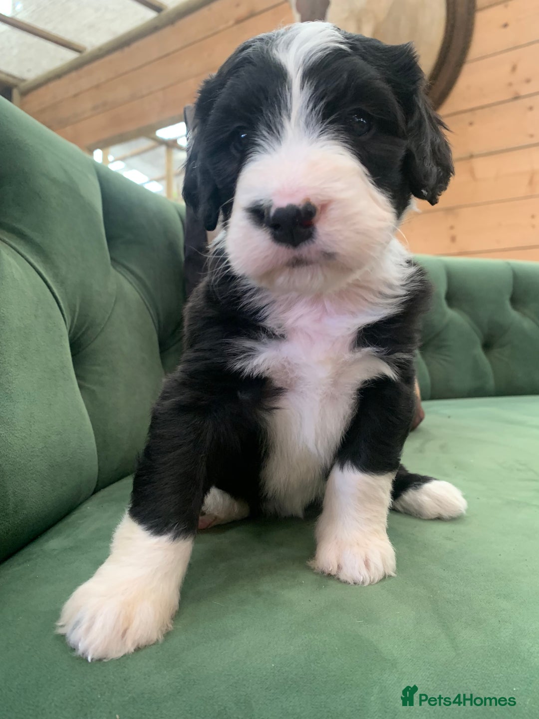 Bernedoodle dogs for sale: F1 Standard Bernedoodle Puppies LN8 - Image 20