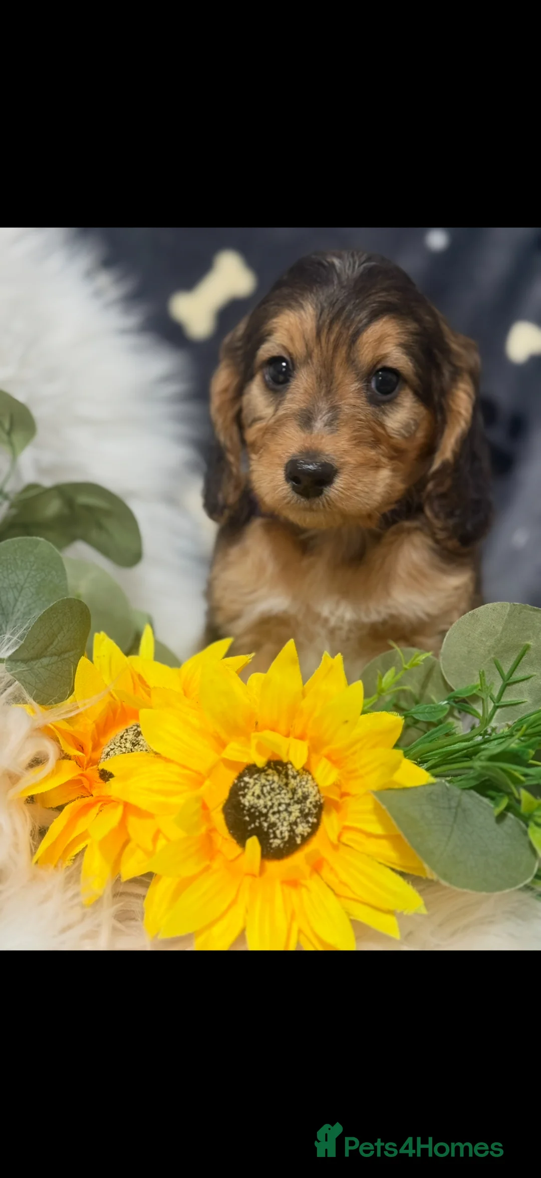 Cockapoo dogs for sale: F1 cockapoos  - Advert 2