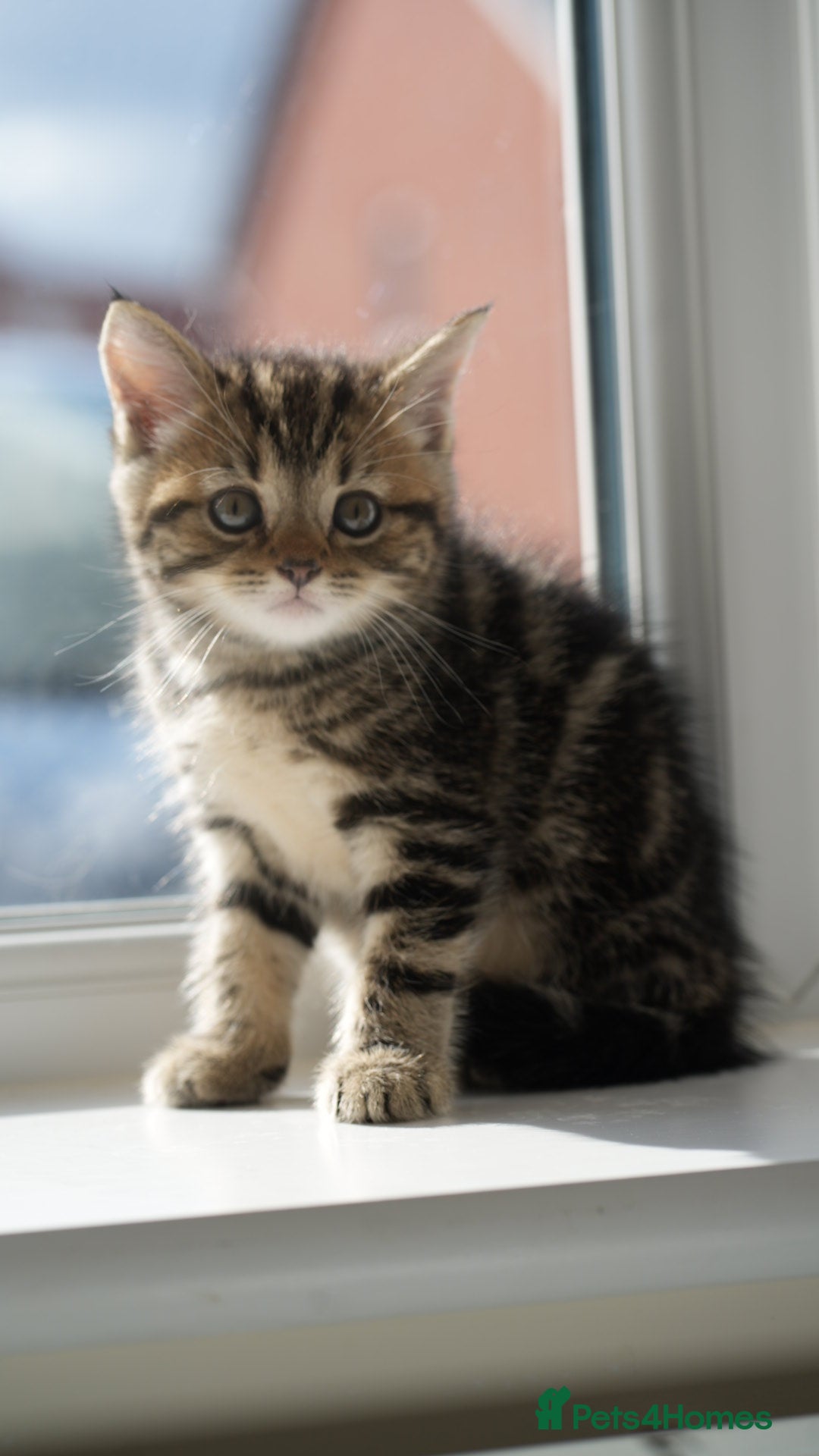 Mixed Breed cats for sale: Three Mixed kittens ( british short hair mother ) - Image 6
