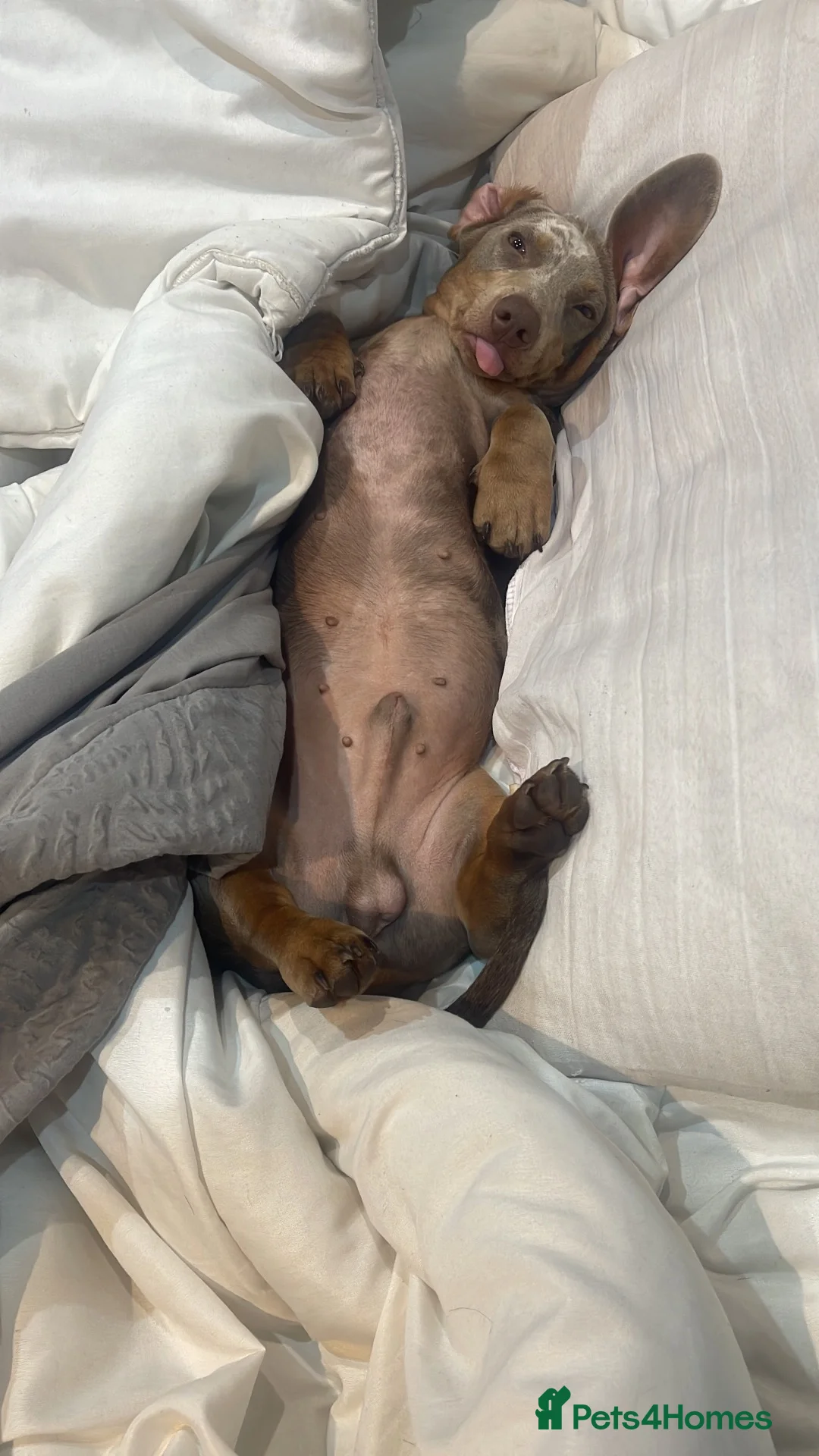 Dachshund dogs for sale: 1 boy 20 weeks old Merl daschund - Advert 2