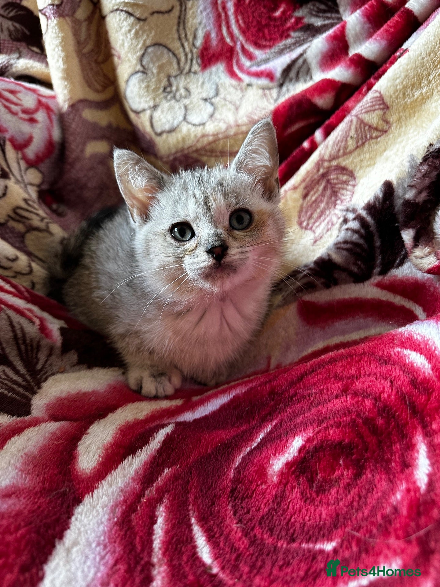 British Shorthair cats Chunky Silver and ginger BSH kittens  - Advert 2
