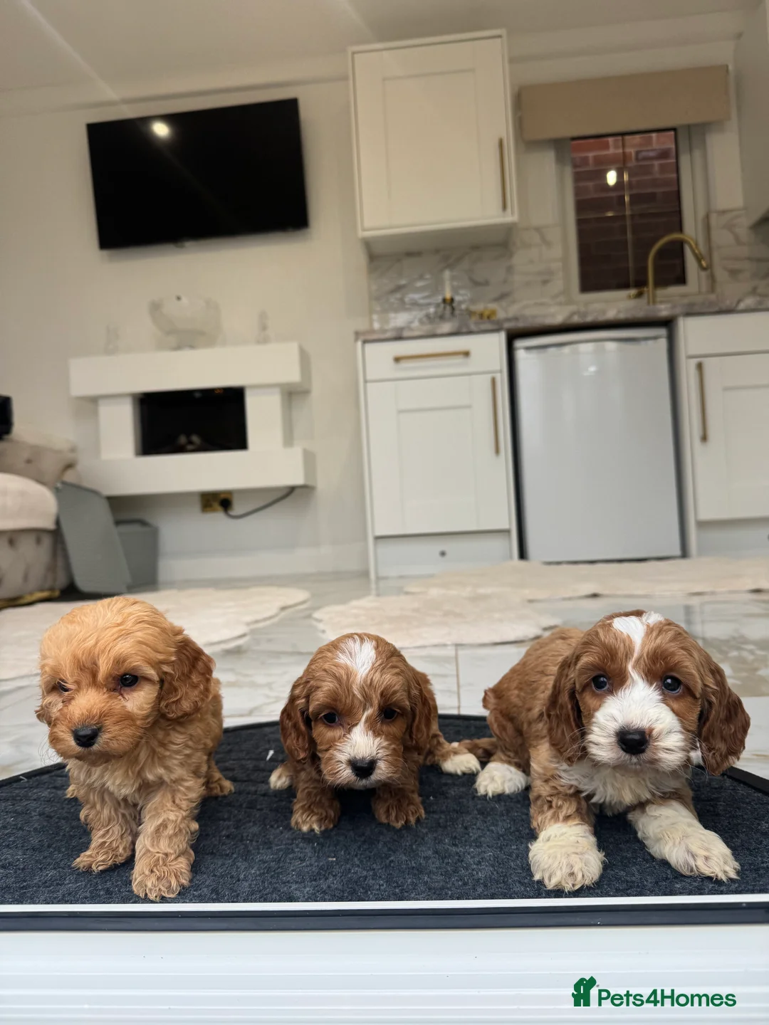 Cockapoo dogs for sale: F1 pra clear Cockapoos (council licensed breeder) - Advert 9