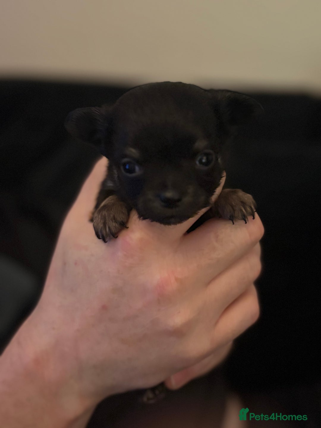 Chihuahua dogs for sale: Chihuahua Puppies - Advert 8