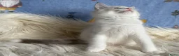 Ragdoll cats for sale: 🐾 Beautiful Ragdoll Kittens for Sale 🐾 - Advert 6