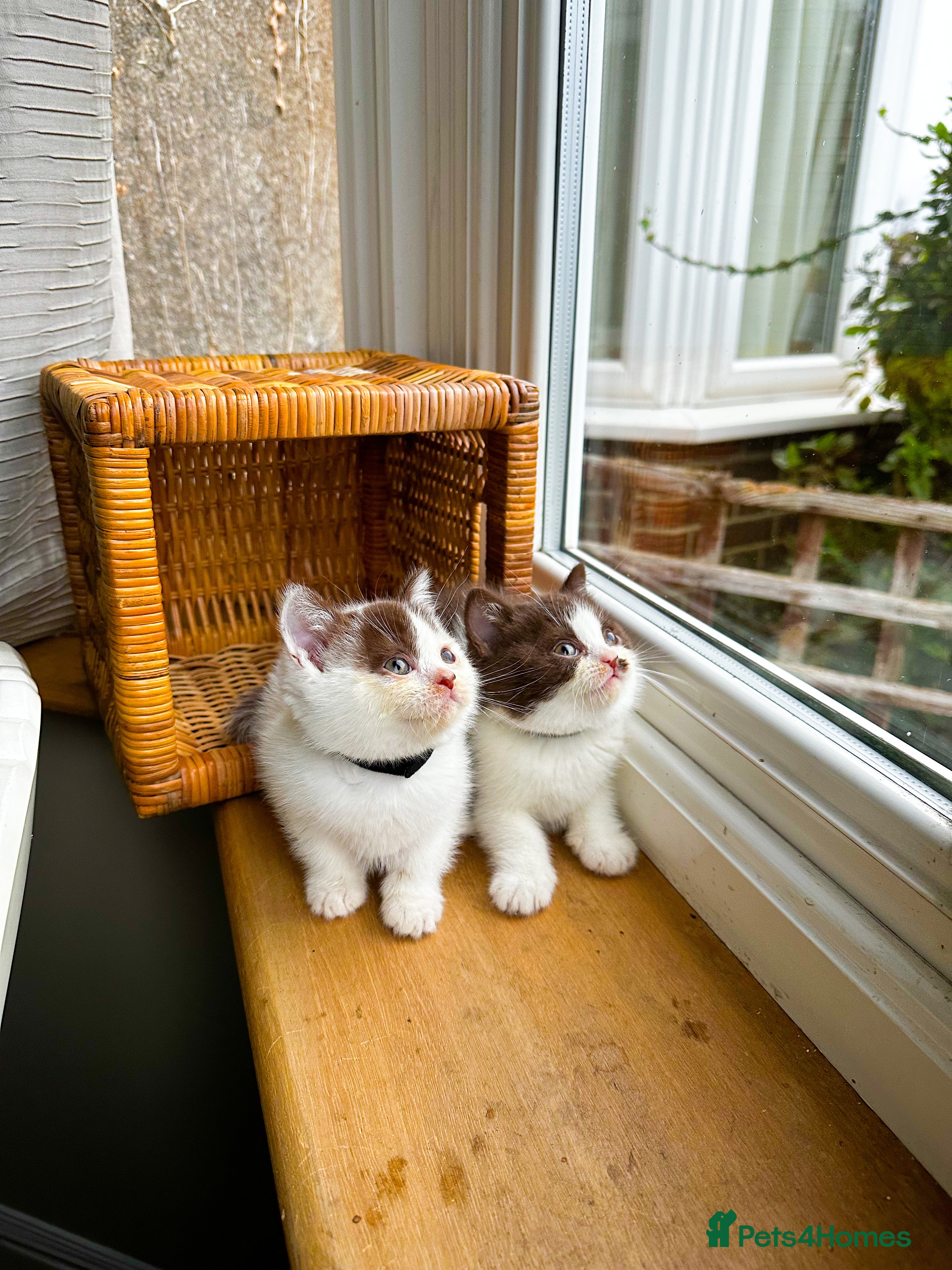 British Shorthair cats FULL PEDIGREE CHOCOLATE BI COLOUR KITTENS  - Advert 2