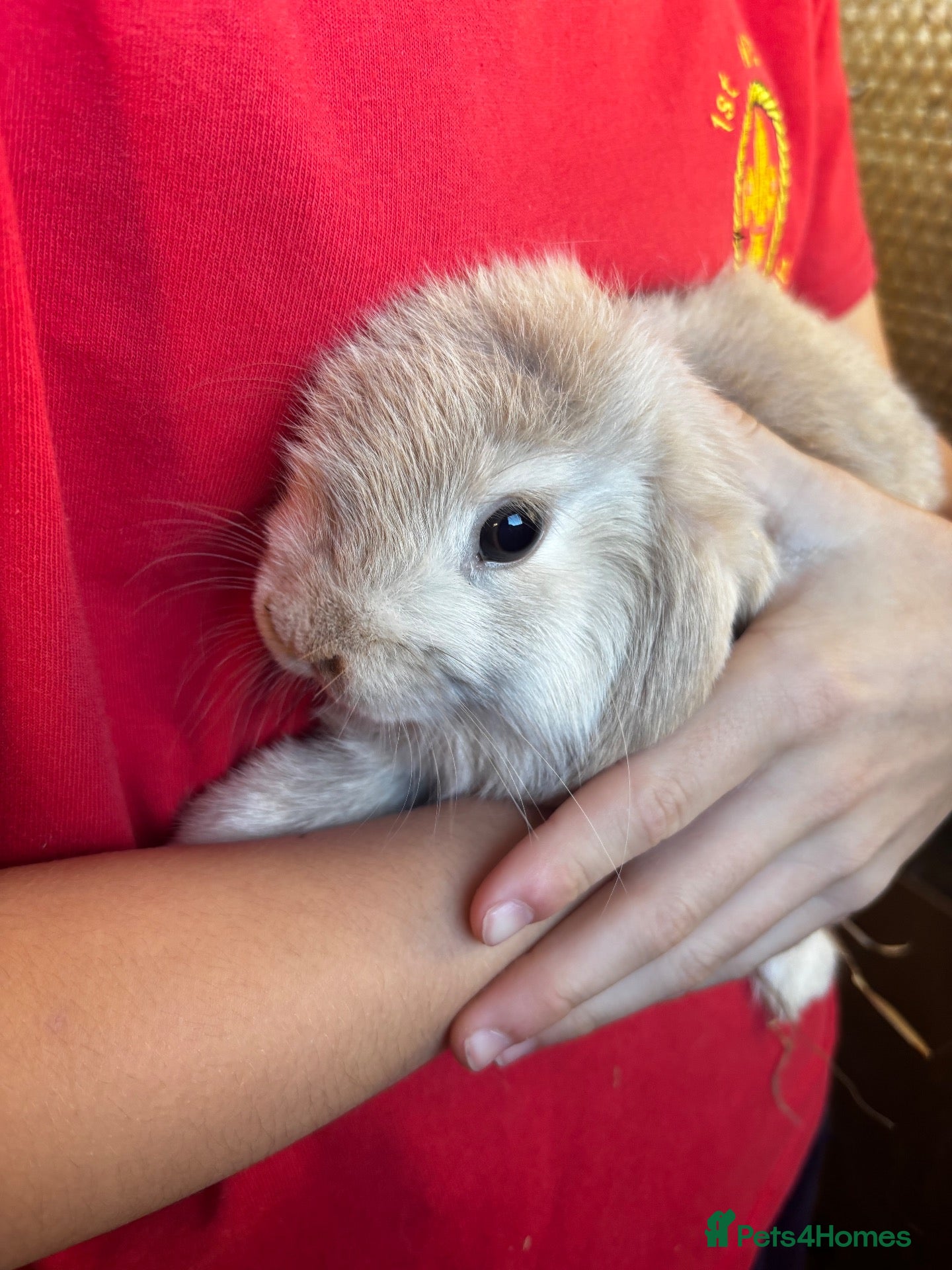 Mini Lop rabbits Beautiful baby Mini Lops - Advert 2