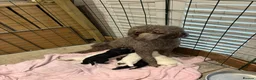 Poodle dogs for sale: Outstanding poodles different colours boys & girls in Liverpool - Advert 12