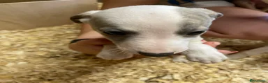 Whippet Puppy 2
