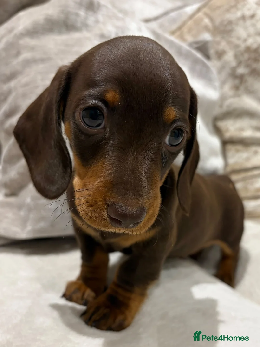 Miniature Dachshund dogs for sale: Miniature Dachshund puppies for sale - Advert 24