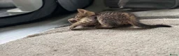Mixed Breed cats for sale: Two beautiful kittens - Advert 5
