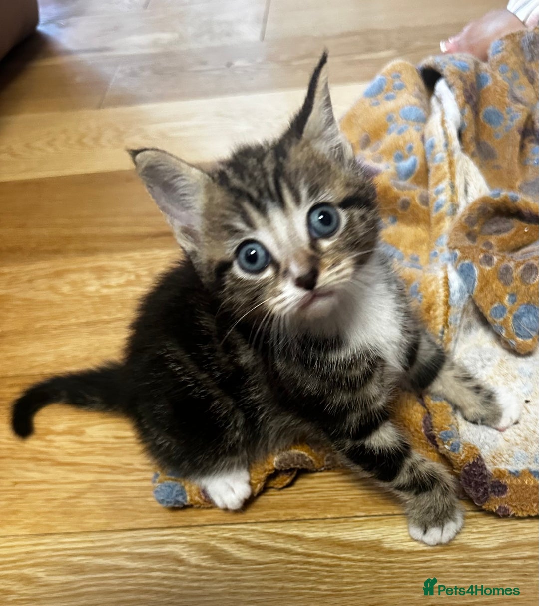 Mixed Breed cats for sale: 6 Of the cutest kittens ever !  - Image 24