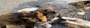 Mixed Breed 4