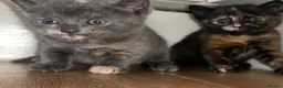 Mixed Breed cats for sale: Half main coon - Advert 4