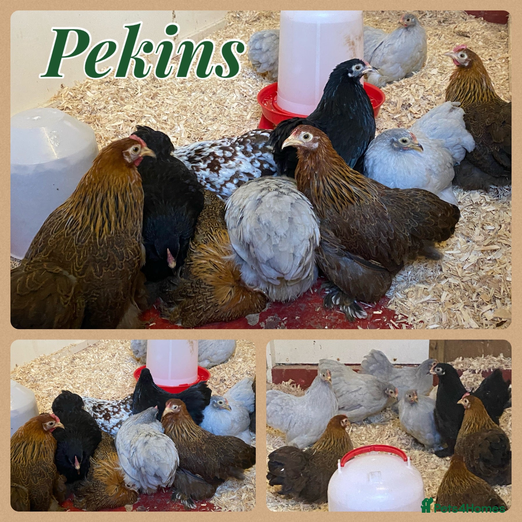 Chickens poultry Female bantams- Silkies, Polish, Pekins and Booted - Advert 6