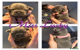 French Bulldog dogs for sale: French Bulldog Puppies in Altrincham - Image 8