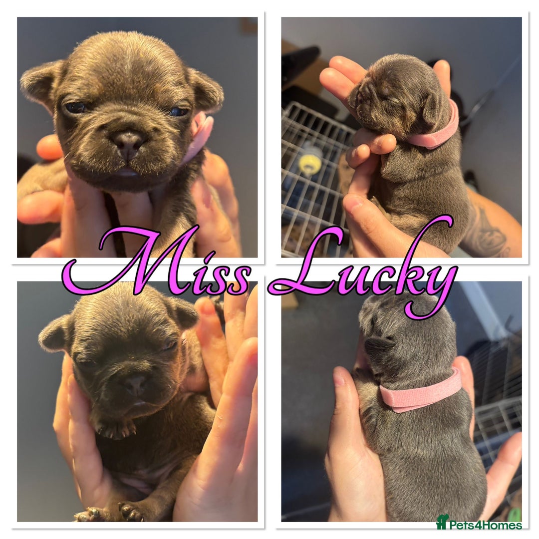 French Bulldog dogs for sale: French Bulldog Puppies in Altrincham - Image 8