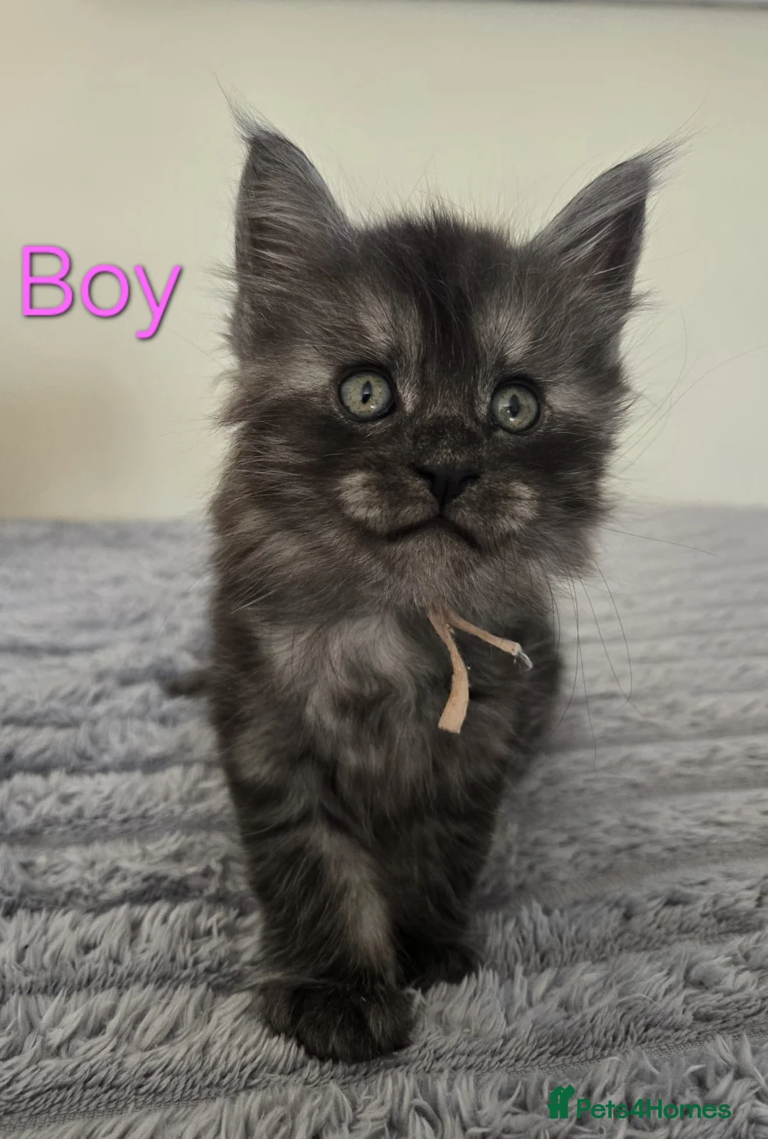 Maine Coon cats for sale: 4 Maine Coon kittens.  - Advert 1