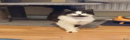 British Longhair cats for adoption: ADOPTION: Pascal in Liverpool - Advert 2
