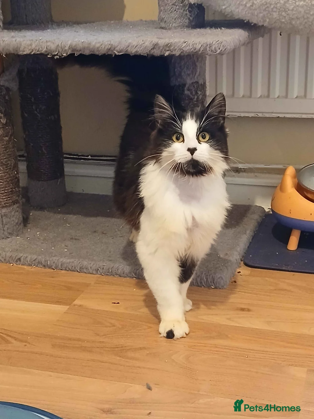 British Longhair cats for adoption: ADOPTION: Pascal in Liverpool - Advert 2
